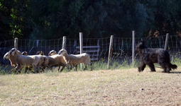 Gos guardant ovelles al camp.