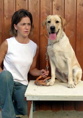 Dona i gos Labrador asseguts junts.