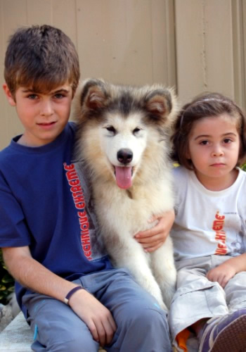 Nens amb gos de raça Alaskan Malamute.